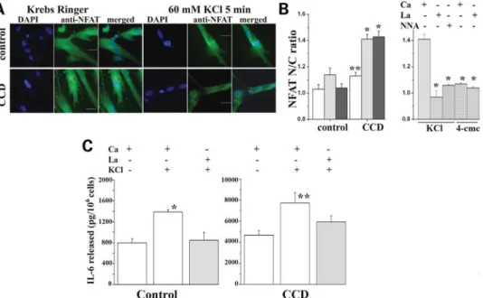 Figure 6. ECCE induces NFAT nuclear translocation and enhances IL-6 release by myotubes from CCD patients