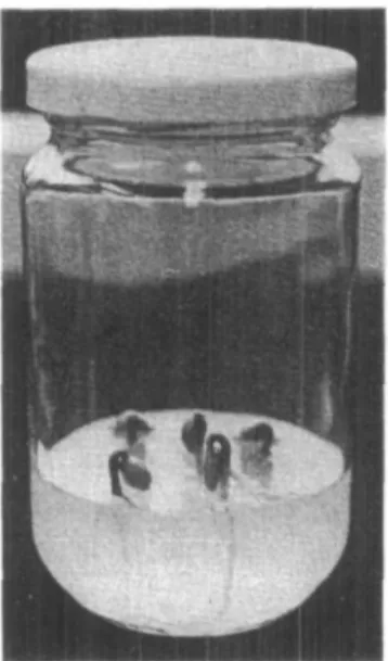 Fig. 1 Cultivation system used in the main experiments. As an example, 4-week-old seedlings of Coffea arabica grown under aseptic conditions (0.6% agar, 26°C, light) are shown.