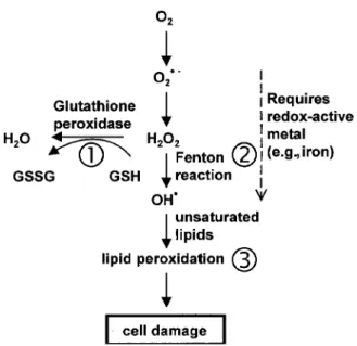 Figure 1. Formation of reactive oxygen species and antioxidant mechanisms in biologic systems