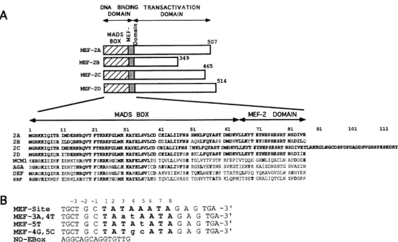 Figure 1. (A) Schematic representation of the four MEF-2 proteins. The DNA binding regions, consisting of the MADS box and the MEF-2 domain, are at the N-termini of the proteins