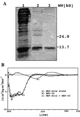 Figure 2. Characterization of recombinant MEF-2C. (A) SDS–PAGE of MEF-2C from crude E.coli extracts after induction with IPTG (lane 1), after HPLC purification at pH 8 (lane 2) and pH 9 (lane 3)
