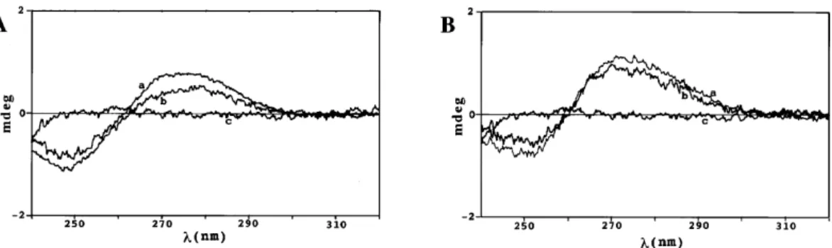 Figure 4. CD spectroscopy of oligonucleotides in the absence and presence of MEF-2C. (A) Spectrum of MEF site DNA in the absence of MEF-2C (curve a)