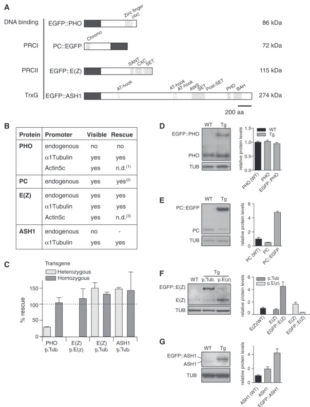Figure 1. Generation of transgenic EGFP-tagged PcG/TrxG ﬂy lines. (A) Schematic representation of EGFP fusion proteins