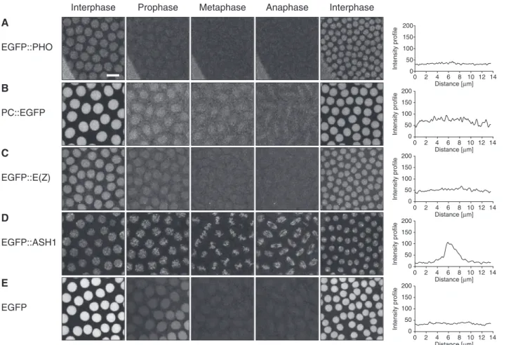 Figure 2. Time-lapse microscopy of PcG/TrxG EGFP fusion proteins during blastoderm embryogenesis