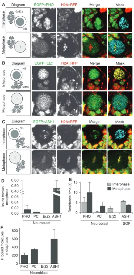 Diagram EGFP::ASH1 H2A::RFP Merge Mask