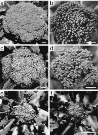 Fig. 1. Appearance of heat injury to broccoli inflorescences. (a, c, e) oldest bud and working inward along the phyllotactic spiral