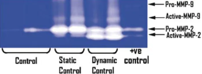 Figure 6: MMP-2 and -9 expression in vascular smooth muscle controls, dynamic (n = 2) and static (n = 2) culture conditions