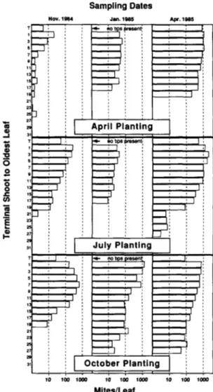 Fig. 1. Within-plant distribution of total mites (eggs + actives) per leaf on cassava planted in April, July and October 1984 sampled at the beginning (November), middle (January), and end (April) of the 1984-85 dry season.