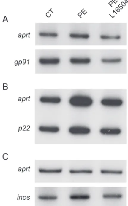 Fig. 3. Effects of L-165041 of the expression of NADPH oxidase subunits and iNOS. Analysis of the mRNA levels of gp91 (A), p22 (B) and iNOS (C) in PE-stimulated cardiac myocytes in the presence or absence of 10 Amol/L L-165041