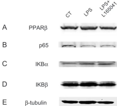 Fig. 5. Treatment with the PPARh/ y activator L-165041 reduces LPS-induced NF-nB activation in H9c2 myotubes