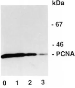 Figure 3. Immunoblot analysis of PCNA expression before and after induction of differentiation
