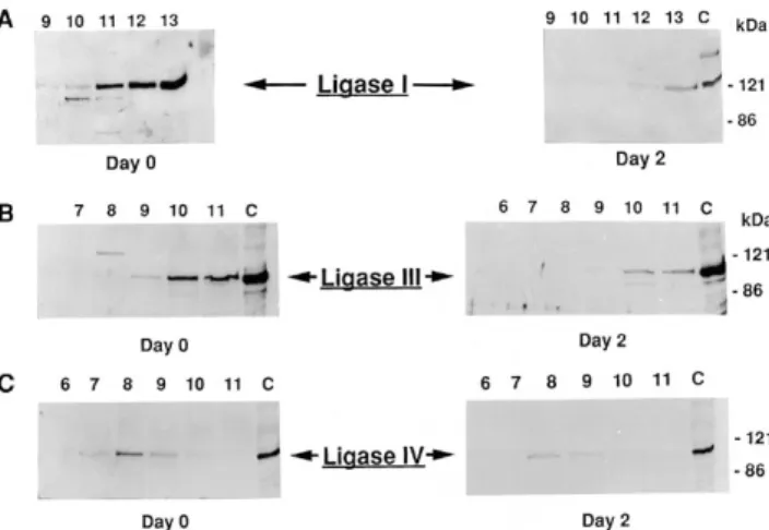 Figure 4. Immunoblot analysis of DNA ligases upon induction of differentiation.