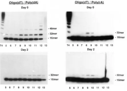Figure 5. DNA ligase activities before and after induction of preB cell differentiation