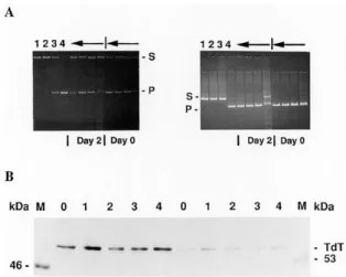 Figure 7. Overview of DNA metabolic proteins in preB cell differentiation.