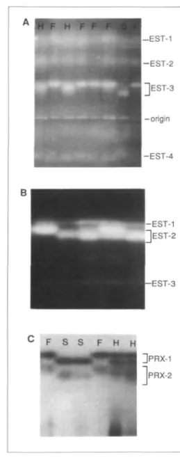 FIGURE 2 A shows esterase patterns on a pH 6.1 gel system. Segregation for EST-3 is apparent with H «• heterozygous, S = slow, and F = fast phenotypes
