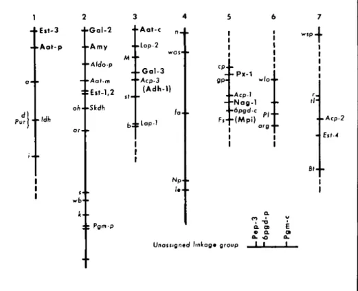FIGURE 3 Linkage relationships of 15 isozyme loci (shown in bold) with previously mapped morpho- morpho-logical and isozyme markers