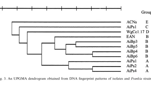 Fig. 3. An UPGMA dendrogram obtained from DNA ¢ngerprint patterns of isolates and Frankia strains.