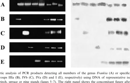 Fig. 4. Gel electrophoretic analysis of PCR products detecting all members of the genus Frankia (A) or speci¢c subgroups of the Alnus host infection group (groups IIIa (B), IVb (C), IVa (D) and I (E), respectively) using DNA of representative isolates (lan