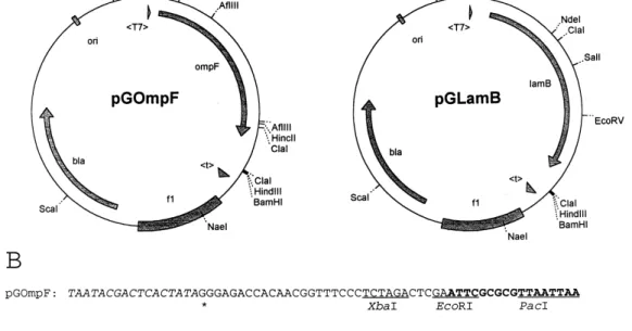 Fig. 1. Physical maps of porin expression plasmids. A: pGOmpF (left), pGLamB (right). Coding regions (bla, ompF, lamB), phage T7- T7-speci¢c promoter (GT7f) and terminator (Gtf) are shown, as is the origin of replication of the plasmid (ori) and phage f1 (
