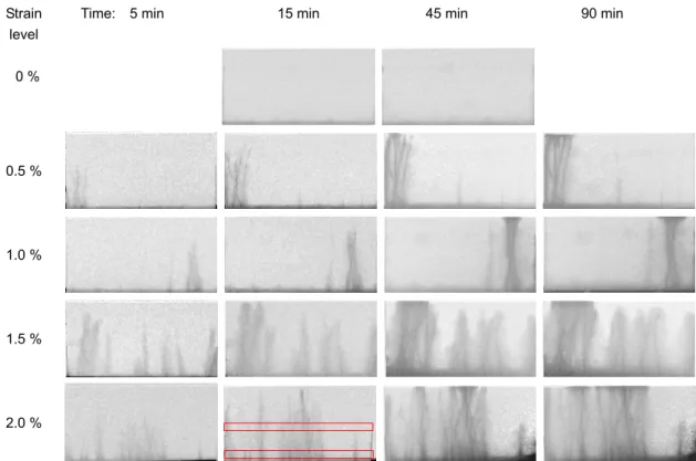 Figure 2:  Neutron images showing water penetration into neat SHCC after different imposed levels of tensile strain.