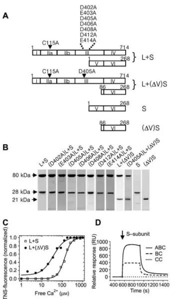 Figure 1 Design and functional integrity of the recombinant calpain constructs.