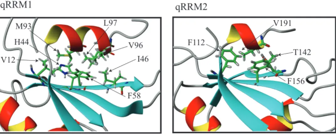Figure 2. The hydrophobic cluster formed between the C-terminal a-helix and the b-sheet of qRRM1 and qRRM2