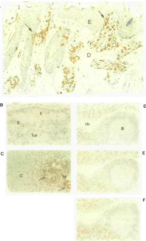 Fig. 3. Distribution of y8 T cells within bovine tissues. Frozen sections were prepared from snap-frozen tissue, and were stained with mAb 86D using the immunoperoxidase technique, as described (4)