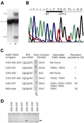 Figure 4. Impaired SF1 interactions with BPS RNAs. (A) Wild-type SF1.