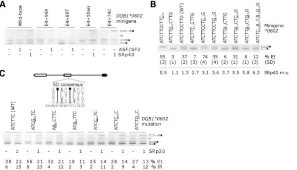 Figure 5E shows DQB1 transcripts after cotransfection of the wild-type and truncated reporters with plasmids expressing ASF/SF2 and PTB