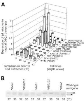 Figure 7. Temperature-sensitivity of exon 4 inclusion. (A) Endogenous D4 expression in lymphoblastoid cell lines homozygous at DQB1