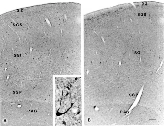 Fig. 8. Light photomicrographs demonstrating PV (A) and CB (B) immunostaining in the superior colliculus
