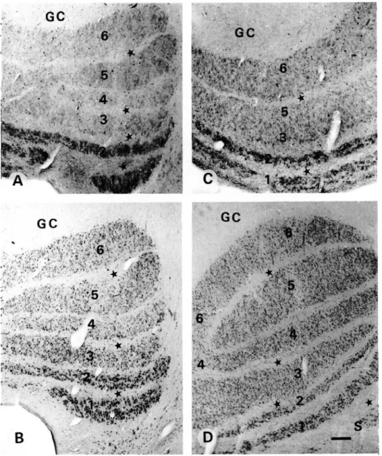 Fig. 2. Light micrographs demonstrating CR-ir (A,C) and CB-ir (B,D) in the human LGN. (A) case 1 (see Table 1); (B) case 1;