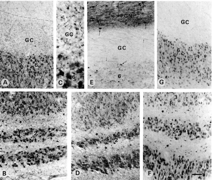 Fig. 3. (A-C) Photomicrographs showing the presence of numerous PV-ir puncta in the geniculate capsule (GC) and the inter- laminar zones (*)