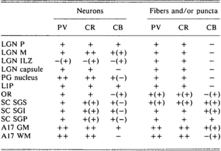 Table 2. Distribution of immunoreactivity for parvalbumin (PV), catretinin (CR), and calbindin (CB) in different structures of the human visual system&#34;