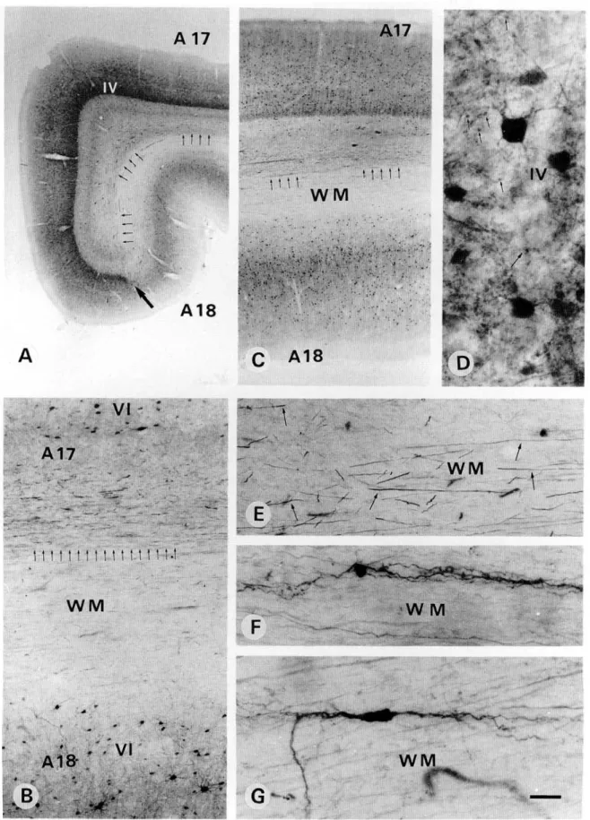 Fig. 5. Photomicrographs demonstrating PV-ir neurons and fibers in the primary visual area 17