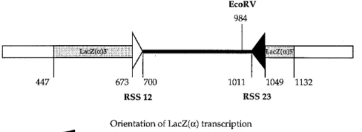 Figure 1. Map of the V(D)J recombination substrate, pBlueRec. Sequences to be tested for effects on the frequency of V(D)J recombination (Table 1) were inserted into the unique EcoRV site