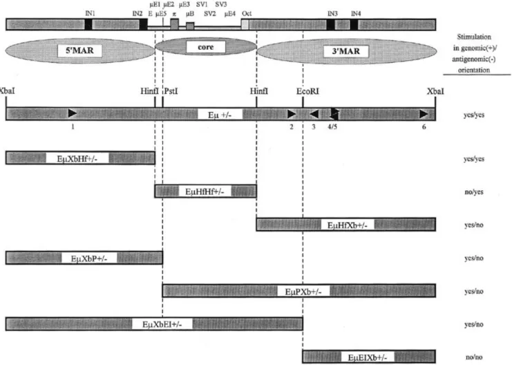 Figure 2. Eµ and its subfragments acting on recombination frequency. The top graph is a map of the known transcription elements and identifies the enhancer core with flanking 5′ and 3′ MARs (51)