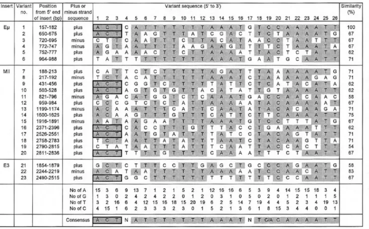 Figure 3. A 26 bp A–T-rich consensus sequence and its variants occurring in the upregulating inserts, E µ, MII and E3
