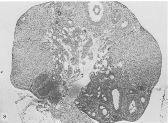 FIGURE  8.-SJL/J mouse 5 months old. Note large corpora lutea and follicles at different stages of maturation