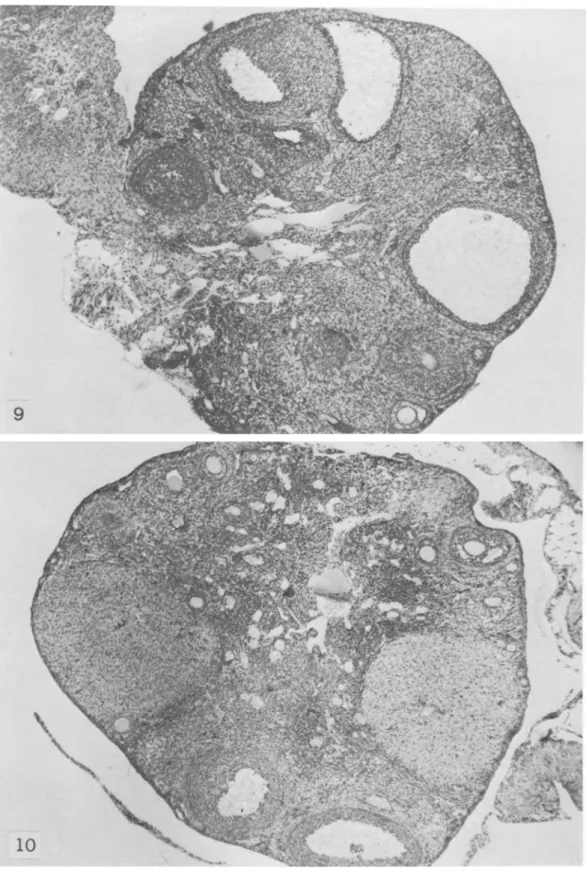 FIGURE  9.--C57BL/6 mouse 5 months old.  X  32 