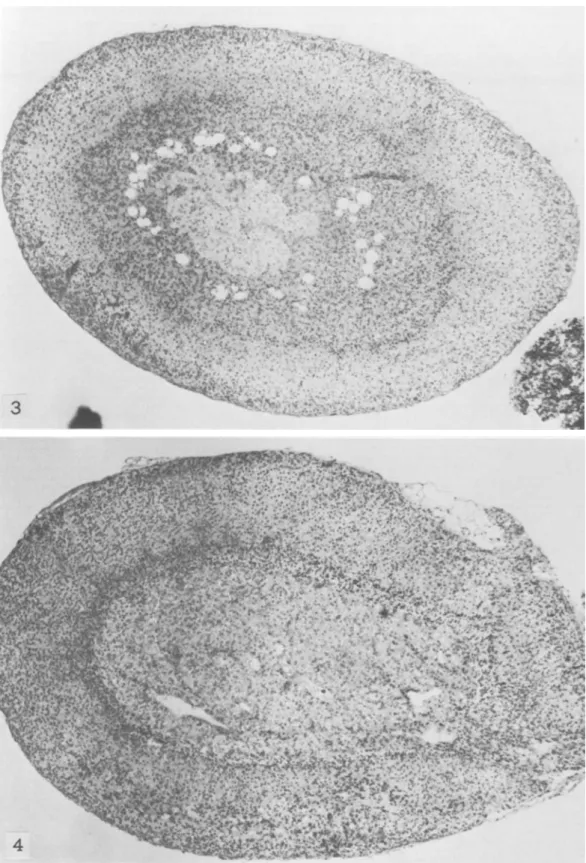 FIGURE  3.-SJL/J mouse 5 months old.  Note  persistence of zona reticularis.  X  40 