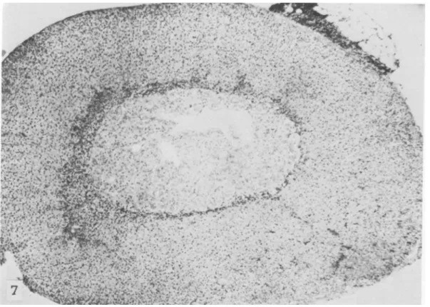 FIGURE  7.-C57BL/6 mouse 8 months old. Note normal width of zona fasciculata.  X 40 