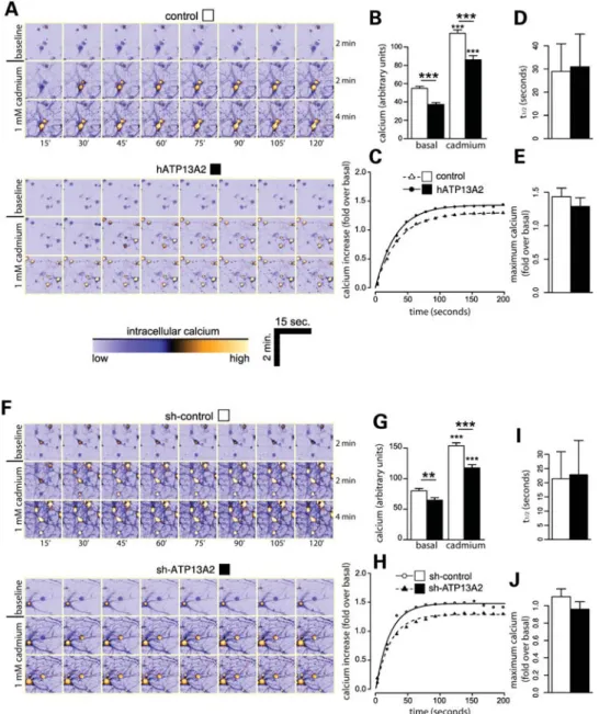 Figure 7. Modulation of ATP13A2 expression reduces basal intracellular calcium concentration