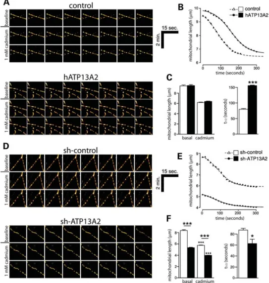 Figure 8. Silencing of ATP13A2 expression induces mitochondrial fragmentation in neurons