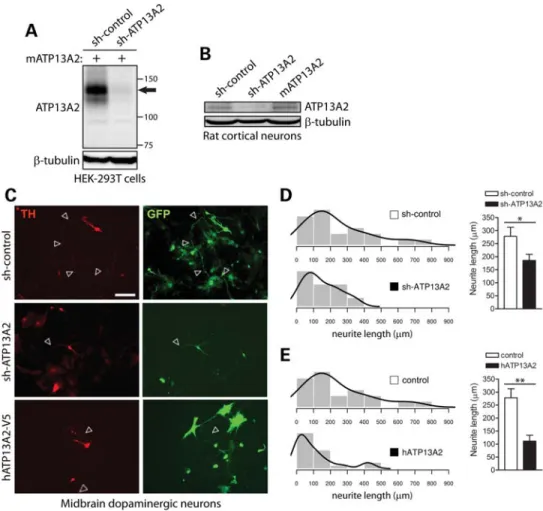 Figure 4. Modulation of ATP13A2 expression impairs neurite outgrowth of midbrain dopaminergic neurons