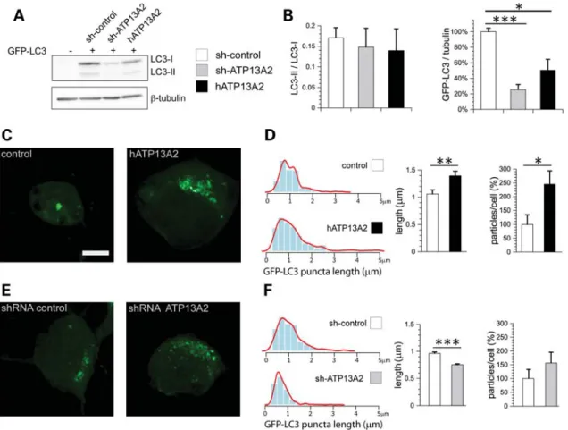 Figure 5. ATP13A2 modulates the size and number of LC3-positive autophagosomes in neurons