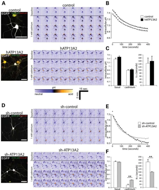 Figure 6. Silencing of ATP13A2 expression regulates the kinetics of intracellular pH in neurons