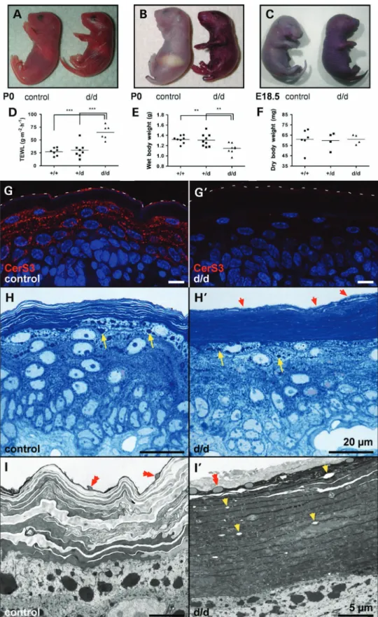 Figure 2. Defective epidermal barrier and absence of CerS3. (A) Neonatal CerS3 d/d skin appears erythematous when compared with controls