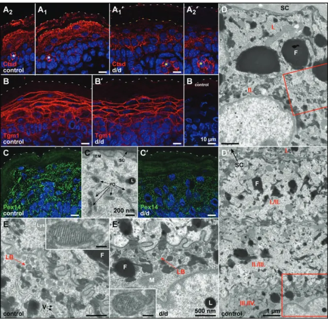 Figure 5. Establishment of a premature LB front. (A and A ′ ) Consecutive skin sections (A 1 – 2 and A ′ 1 – 2 ) reveal the front of Ctsd to appear about two layers earlier in mutants (lower SG) and positive labeling of SC only in control