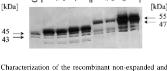 Figure 2. Characterization of the recombinant non-expanded and expanded human ataxin-3 proteins